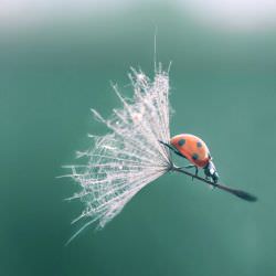 Легкость Изоспан AM